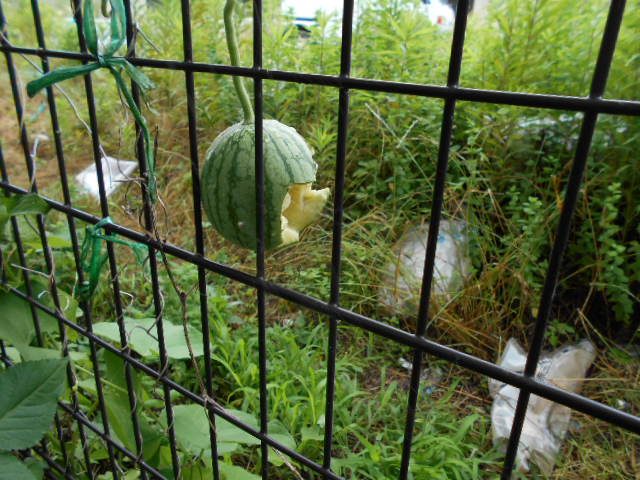 �R�쑐�u�����̗��v