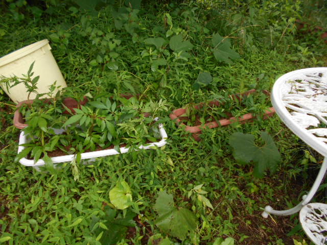 �R�쑐�u�����̗��v