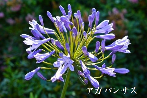 �R�쑐�u�����̗��v