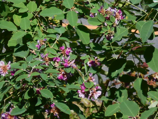 �R�쑐�u�����̗��v