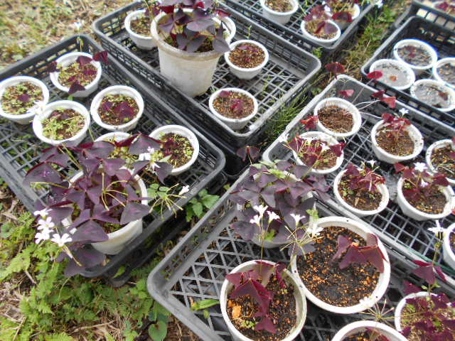 �R�쑐�u�����̗��v