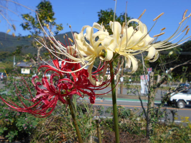 �R�쑐�u�����̗��v