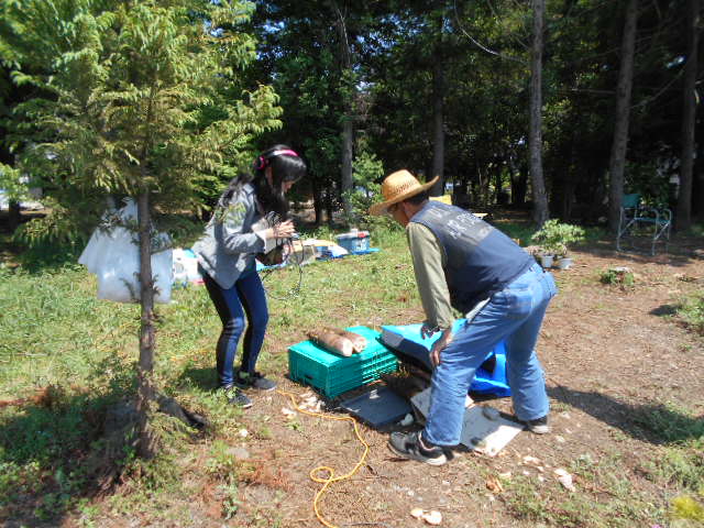 �R�쑐�u�����̗��v