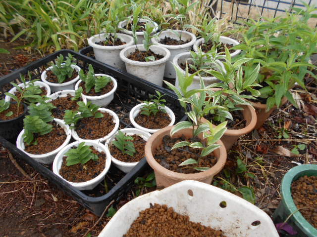 �R�쑐�u�����̗��v