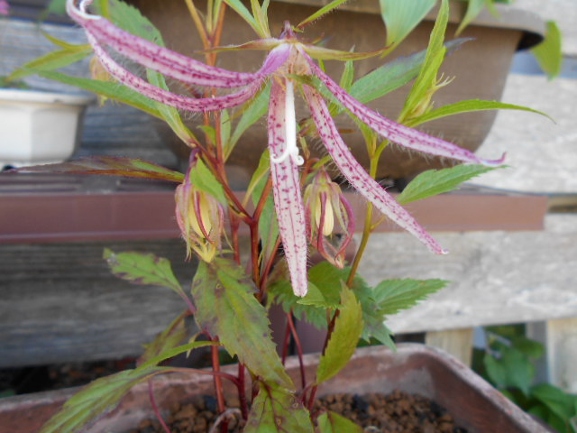 �R�쑐�u�����̗��v