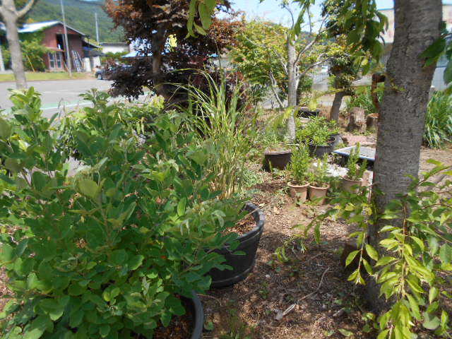 �R�쑐�u�����̗��v