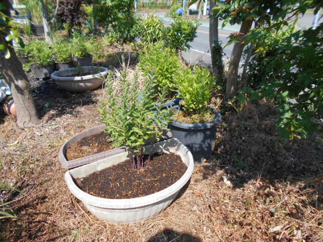 �R�쑐�u�����̗��v