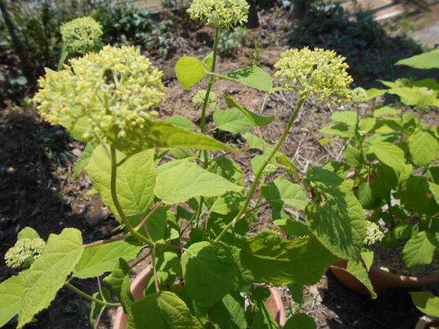 �R�쑐�u�����̗��v