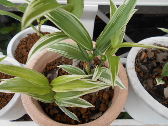 �R�쑐�u�����̗��v