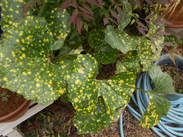 �R�쑐�u�����̗��v