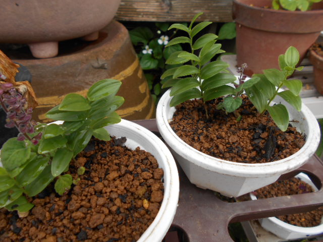 �R�쑐�u�����̗��v