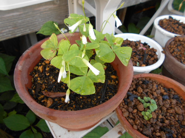 �R�쑐�u�����̗��v