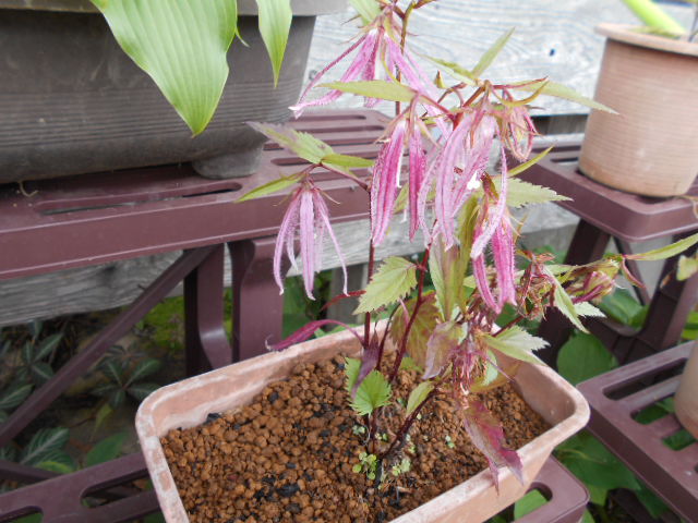 �R�쑐�u�����̗��v