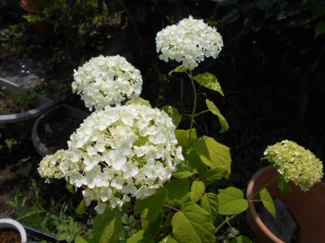 �R�쑐�u�����̗��v