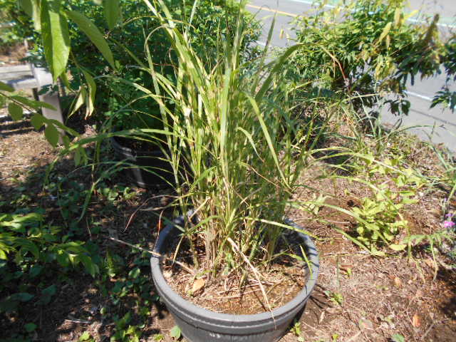 �R�쑐�u�����̗��v