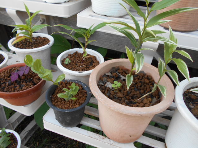 �R�쑐�u�����̗��v