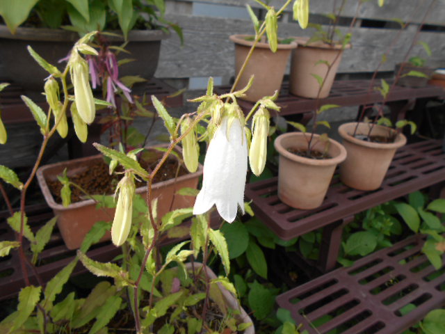 �R�쑐�u�����̗��v