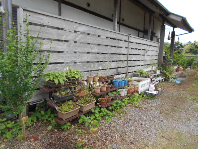 �R�쑐�u�����̗��v