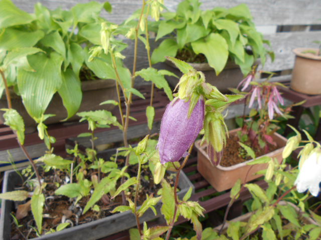 �R�쑐�u�����̗��v