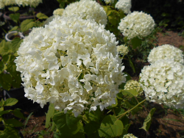 �R�쑐�u�����̗��v