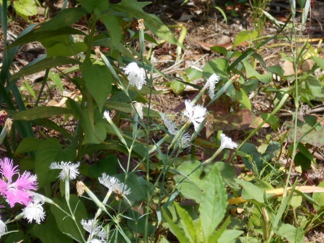 �R�쑐�u�����̗��v