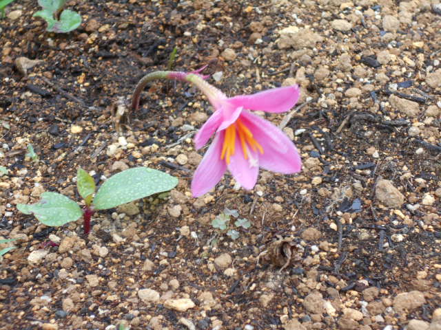 �R�쑐�u�����̗��v