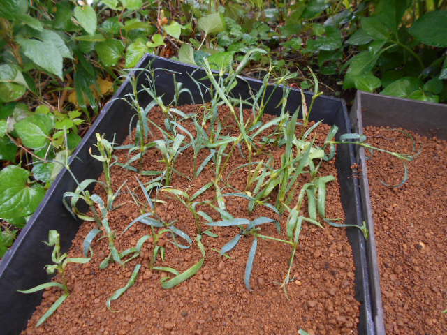 �R�쑐�u�����̗��v