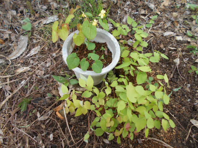 �R�쑐�u�����̗��v