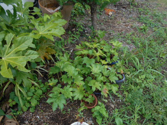 �R�쑐�u�����̗��v