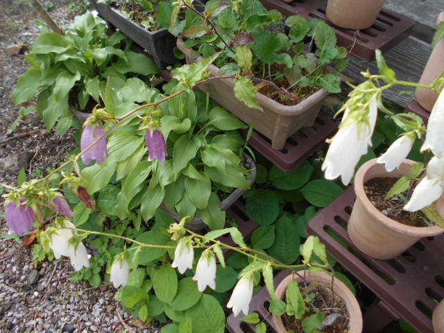 �R�쑐�u�����̗��v