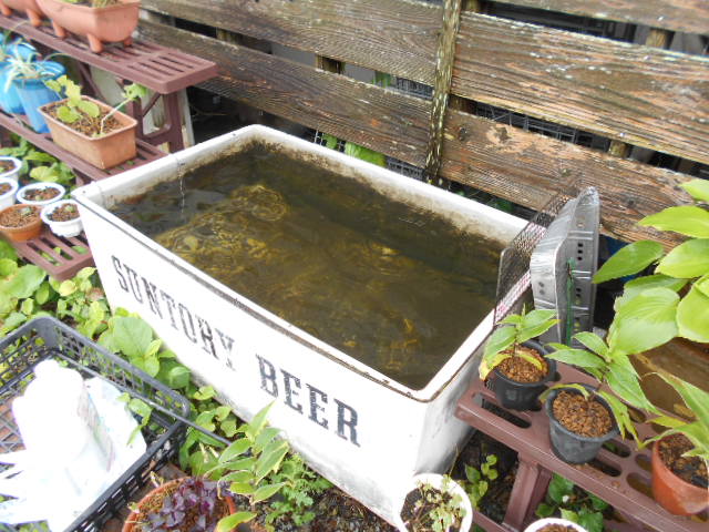 �R�쑐�u�����̗��v