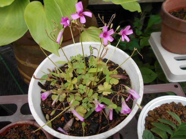 �R�쑐�u�����̗��v