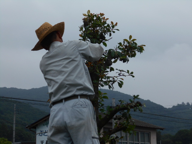 �R�쑐�u�����̗��v