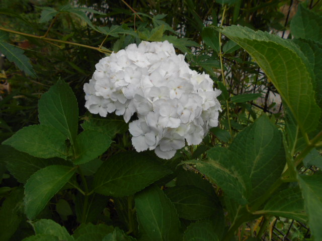 �R�쑐�u�����̗��v