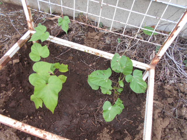 �R�쑐�u�����̗��v