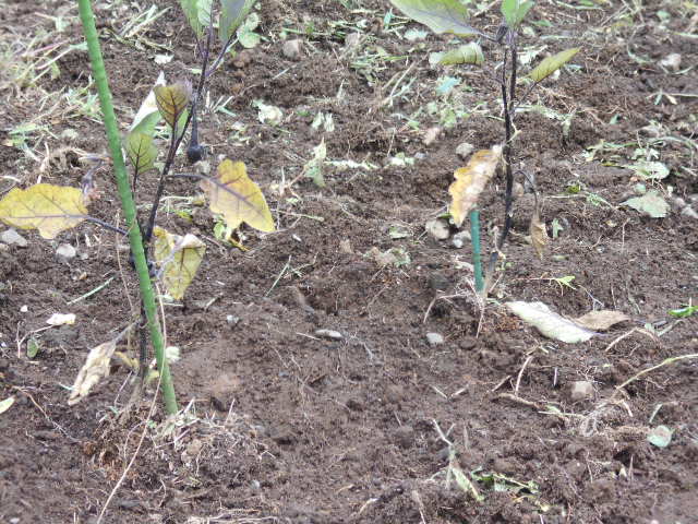 �R�쑐�u�����̗��v