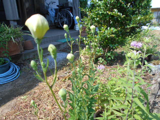 �R�쑐�u�����̗��v