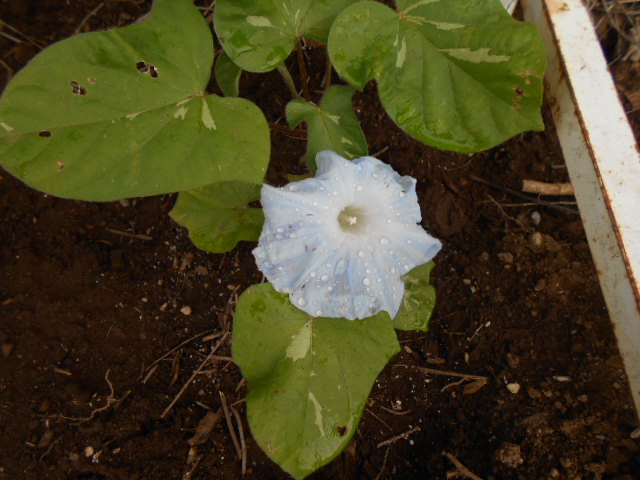 �R�쑐�u�����̗��v