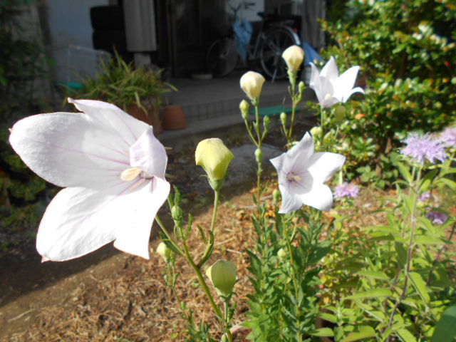 �R�쑐�u�����̗��v