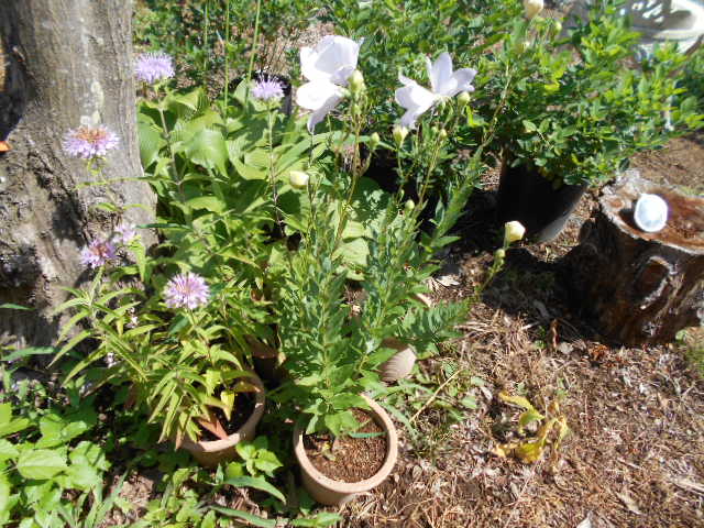 �R�쑐�u�����̗��v