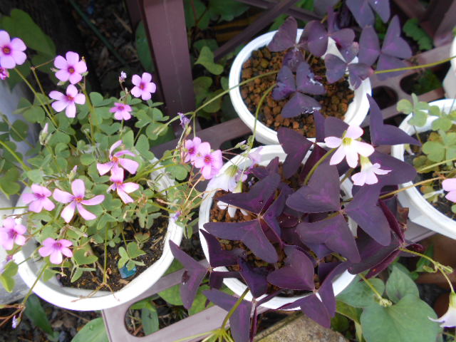 �R�쑐�u�����̗��v