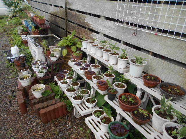 �R�쑐�u�����̗��v