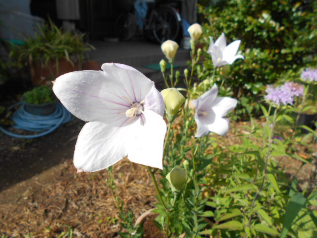 �R�쑐�u�����̗��v