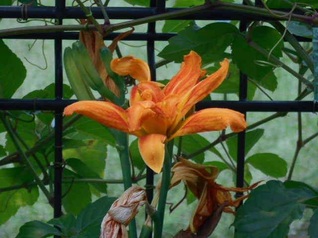 �R�쑐�u�����̗��v