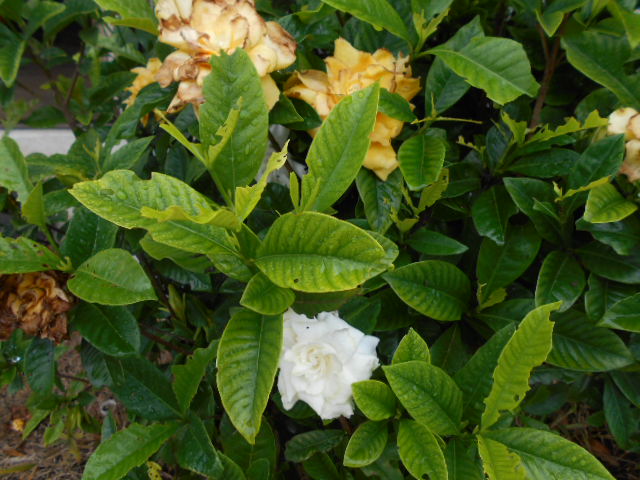 �R�쑐�u�����̗��v