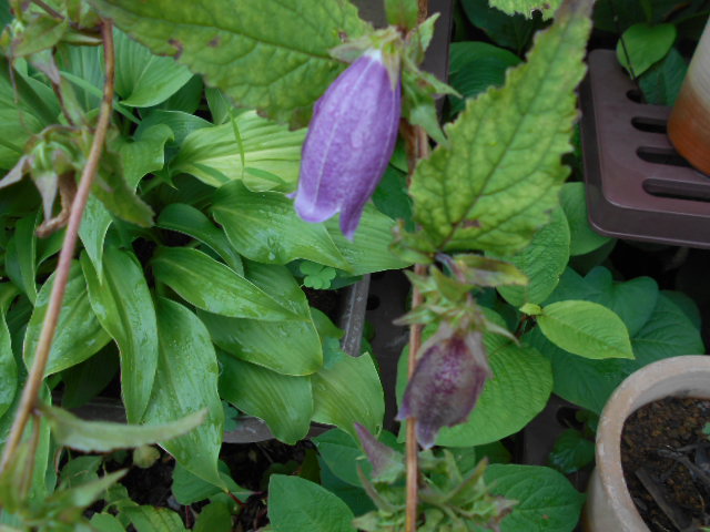 �R�쑐�u�����̗��v