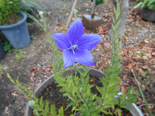 �R�쑐�u�����̗��v