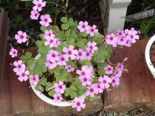 �R�쑐�u�����̗��v