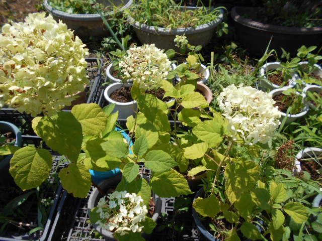 �R�쑐�u�����̗��v