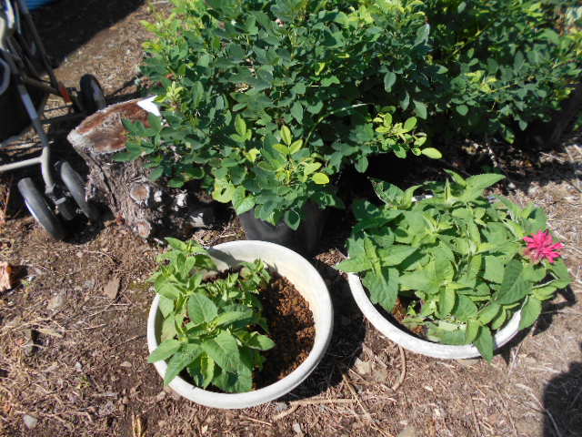 �R�쑐�u�����̗��v